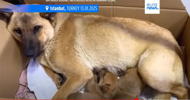 Video Viral di Turki! Seekor Anjing Bawa Anaknya yang Pingsan ke Klinik Hewan untuk Perawatan